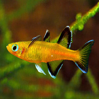 Honey Blue Eye Rainbow Fish Australian Native 3-4cm