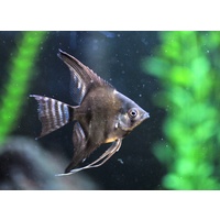 Angelfish Black 4-5cm