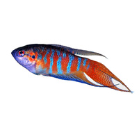 Apricot Paradise Fish Male Imported (Macropodus opercularis) 7cm