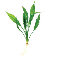 Echinodorous Frilly Live Aquarium Plant