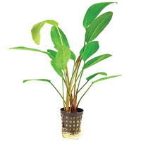 Echinodorus Fire Feather Live Aquarium Live Plant - 5cm Pot