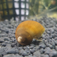 Blackfoot Mystery Snail Small